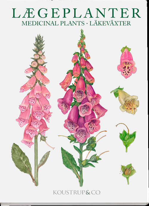 Lægeplanter
