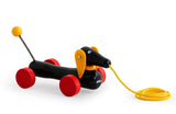 Dachsie hund