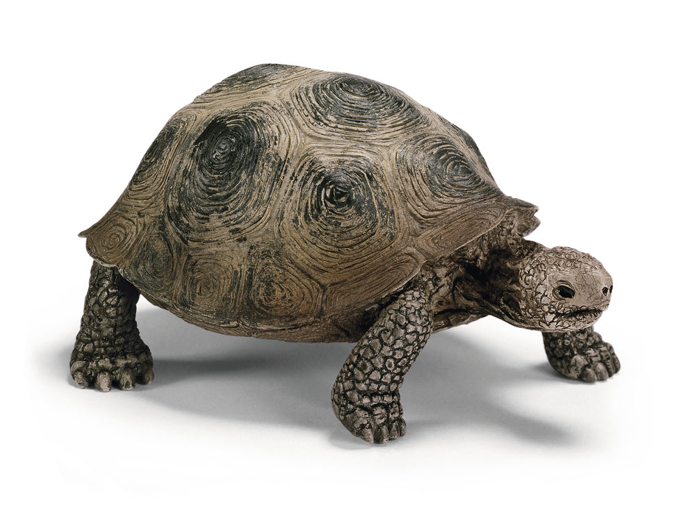 Kæmpe skildpadde