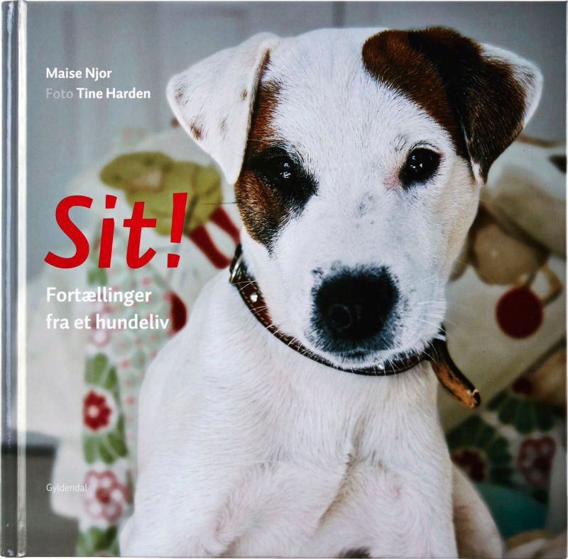 Sit!
