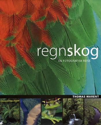 Regnskog