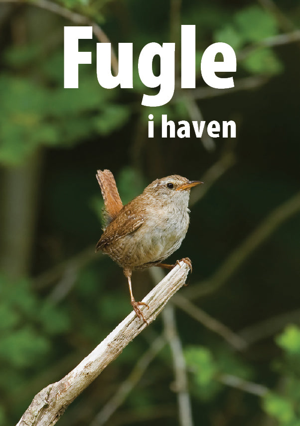 Fugle I Haven