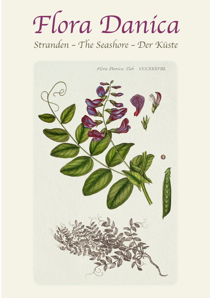Flora Danica - STRANDEN