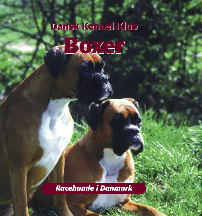 Boxer