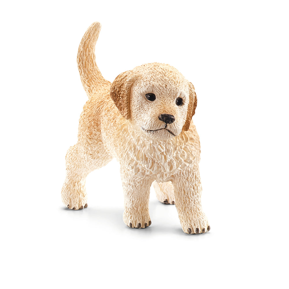 Golden retriever hvalp