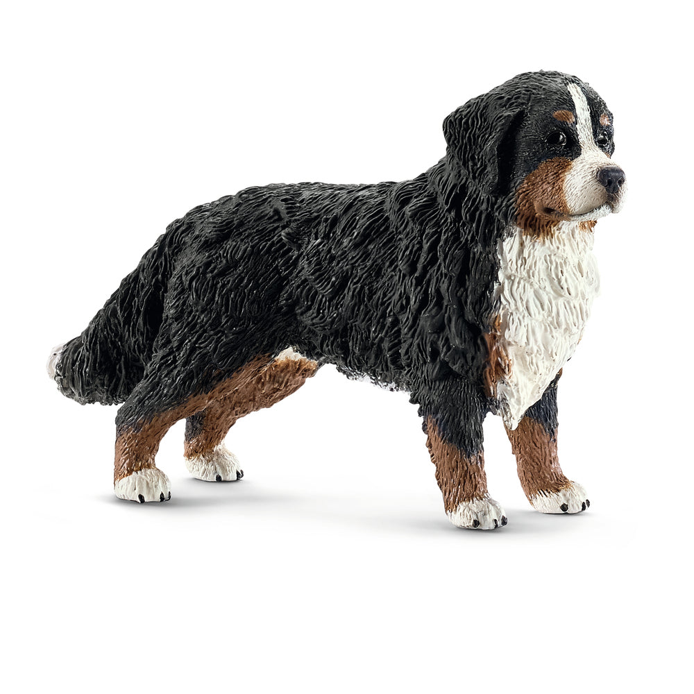 Berner sennen