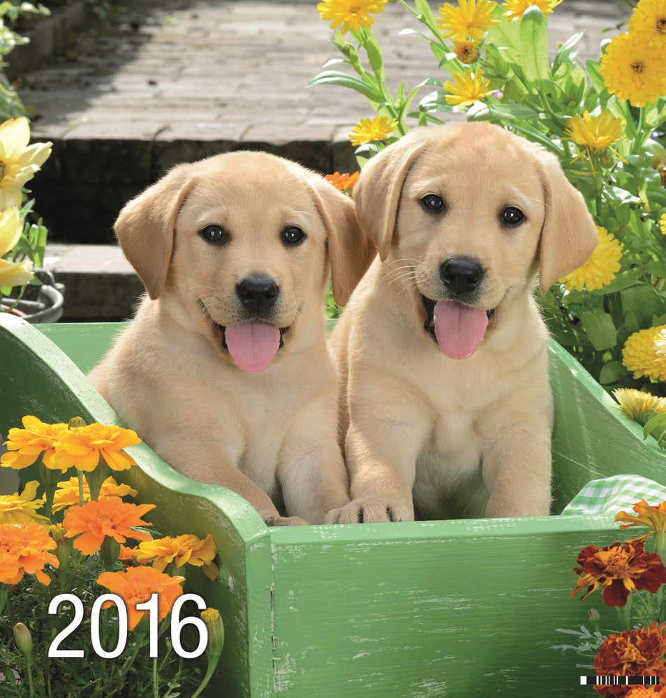 KALENDER BILLEDE HUNDE 2016