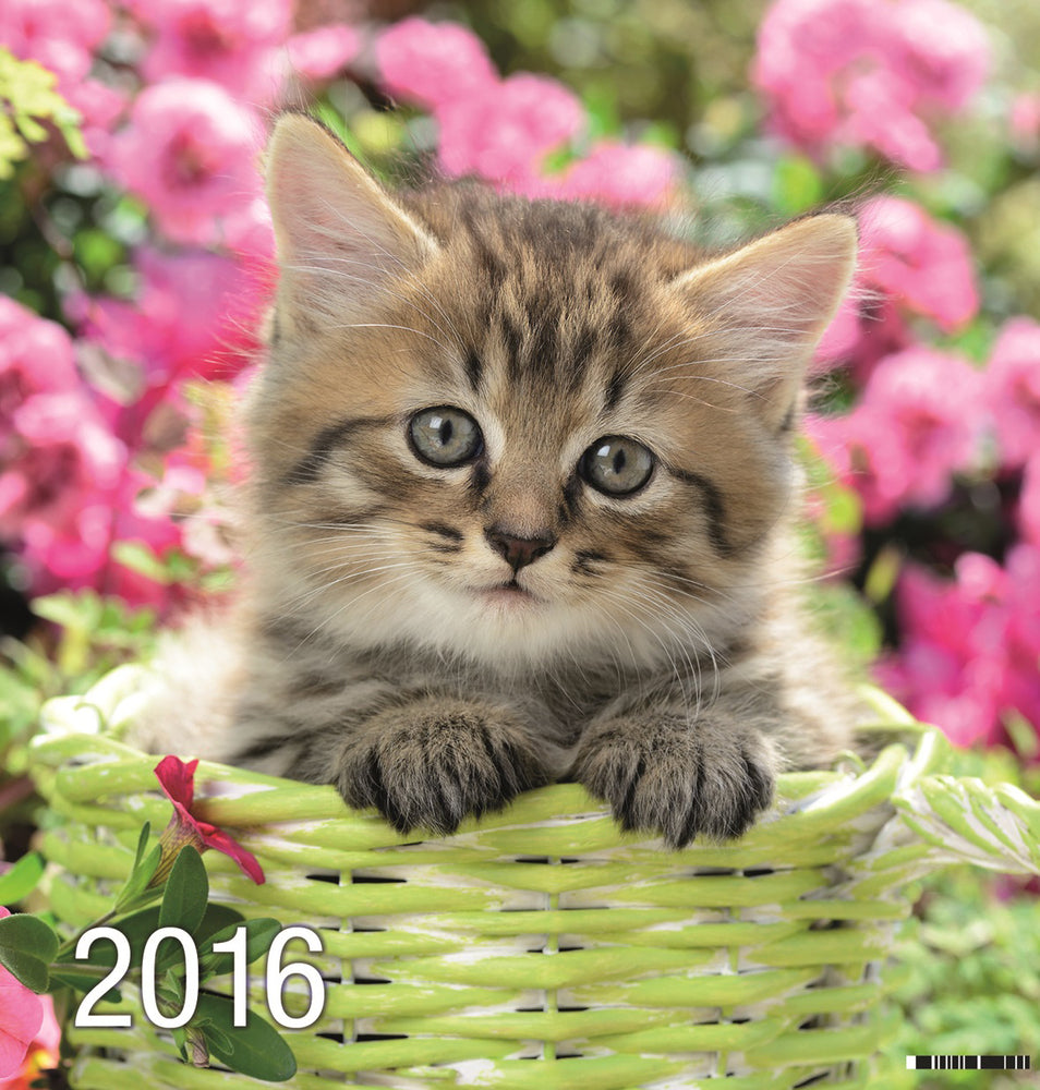 KALENDER BILLEDE KATTE 2016