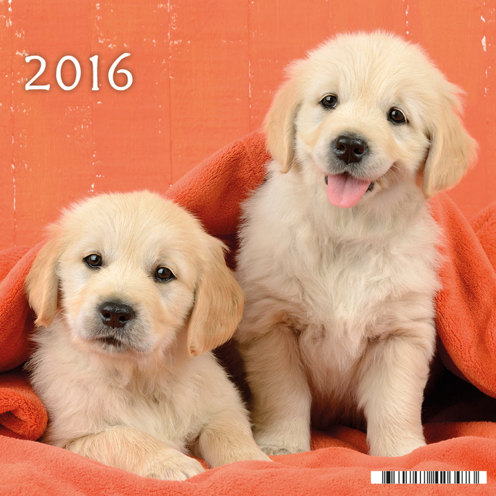 KALENDER BILLEDE LILLE HUND 2016