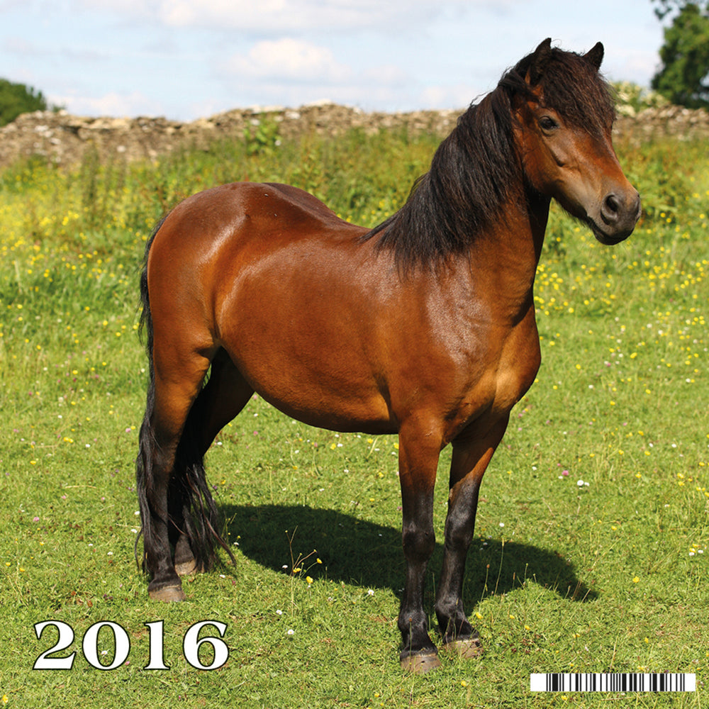 KALENDER BILLEDE LILLE HESTE 2016