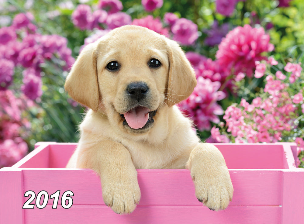KALENDER 3D HUND 2016