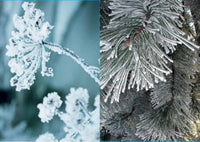 KORT 4/4 M/KONVOLUTTER VINTER/FROST