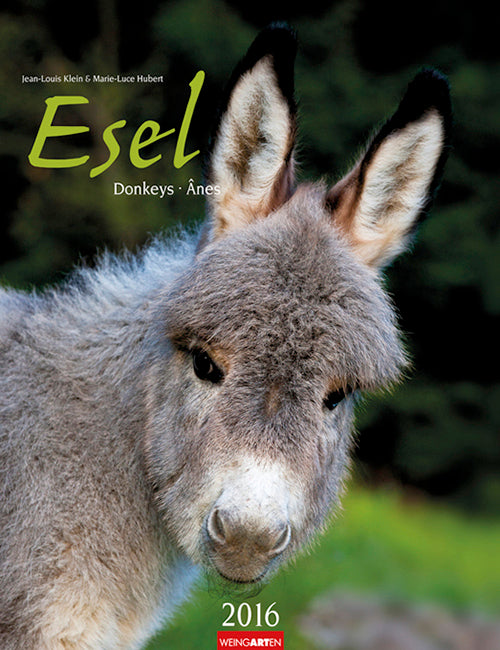 Esel - Donkeys 2016