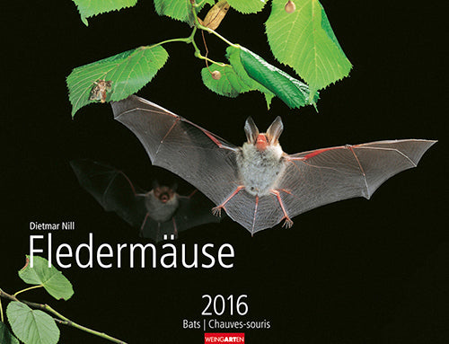 Fledermäuse - Bats 2016