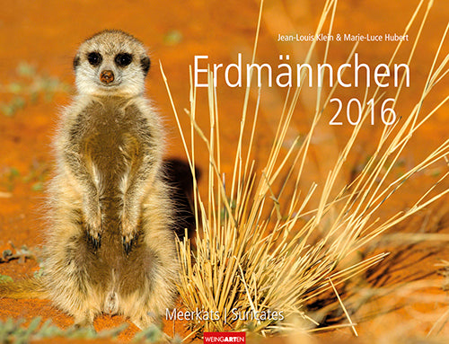 Erdmännchen - Meerkats 2016