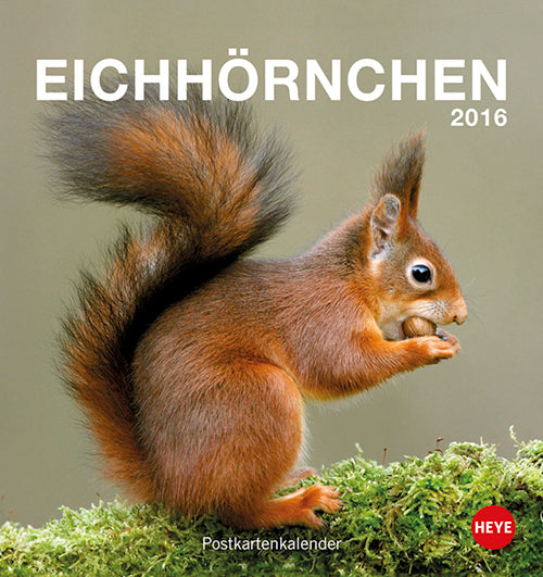 Eichhörnchen Postkartenkalender 2016