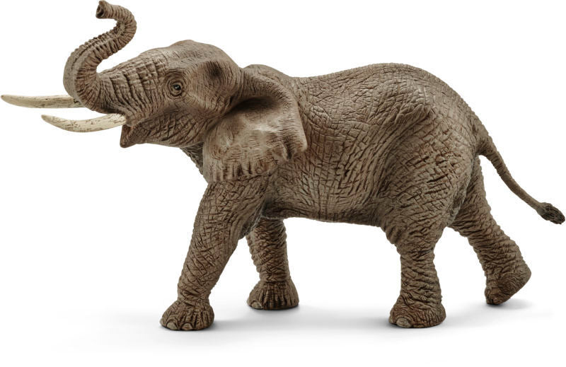 Afrikansk elefant han