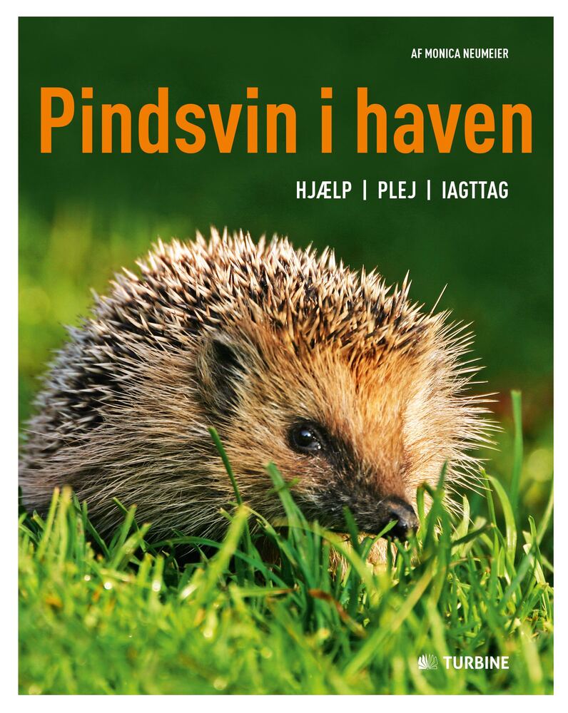 Pindsvin i haven