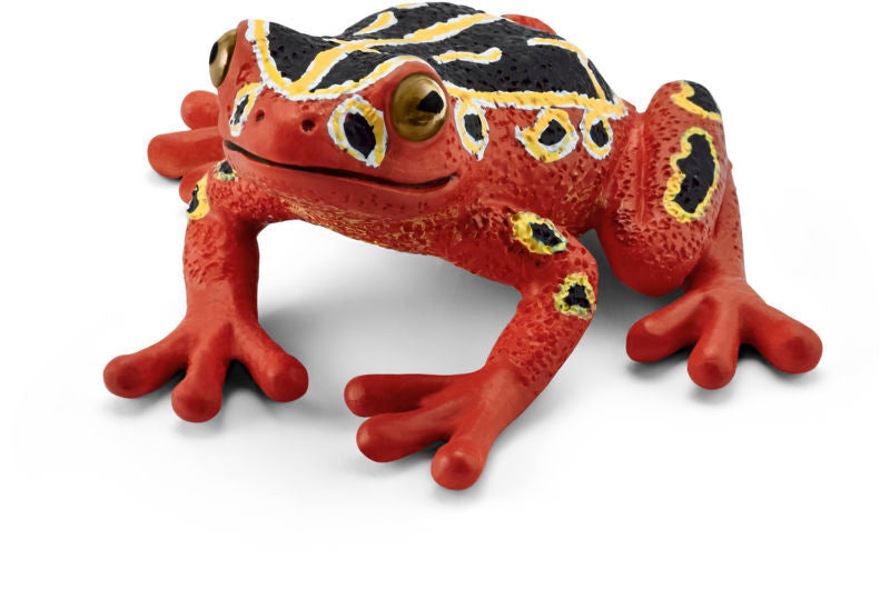African red frog