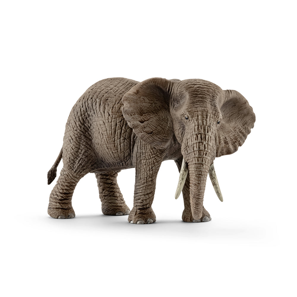 Afrikansk elefant hun