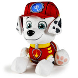 PAW PATROL BASIC PLYS ASS