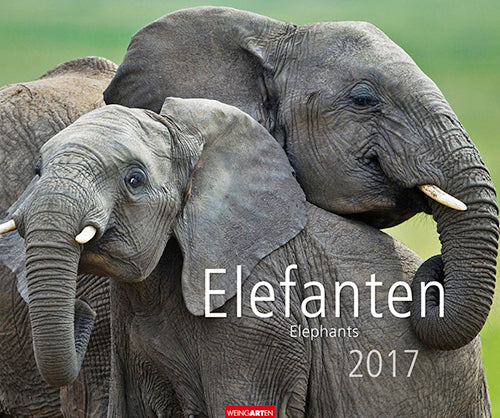Elefanten - Elephants 2017
