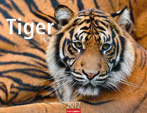 Tiger - Tigers 2017