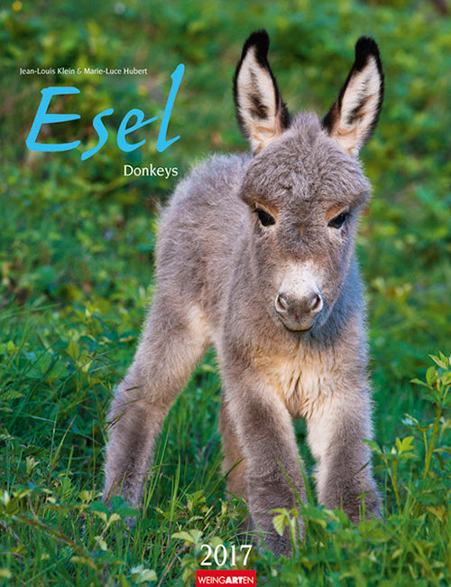 Esel - Donkeys 2017