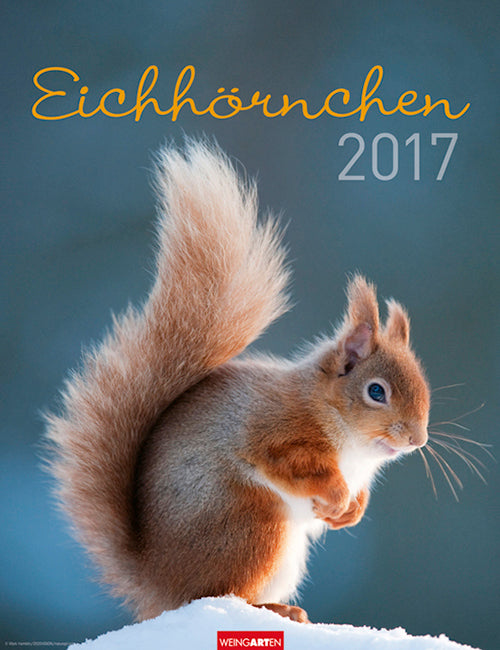 Eichhörnchen - Squirrels 2017