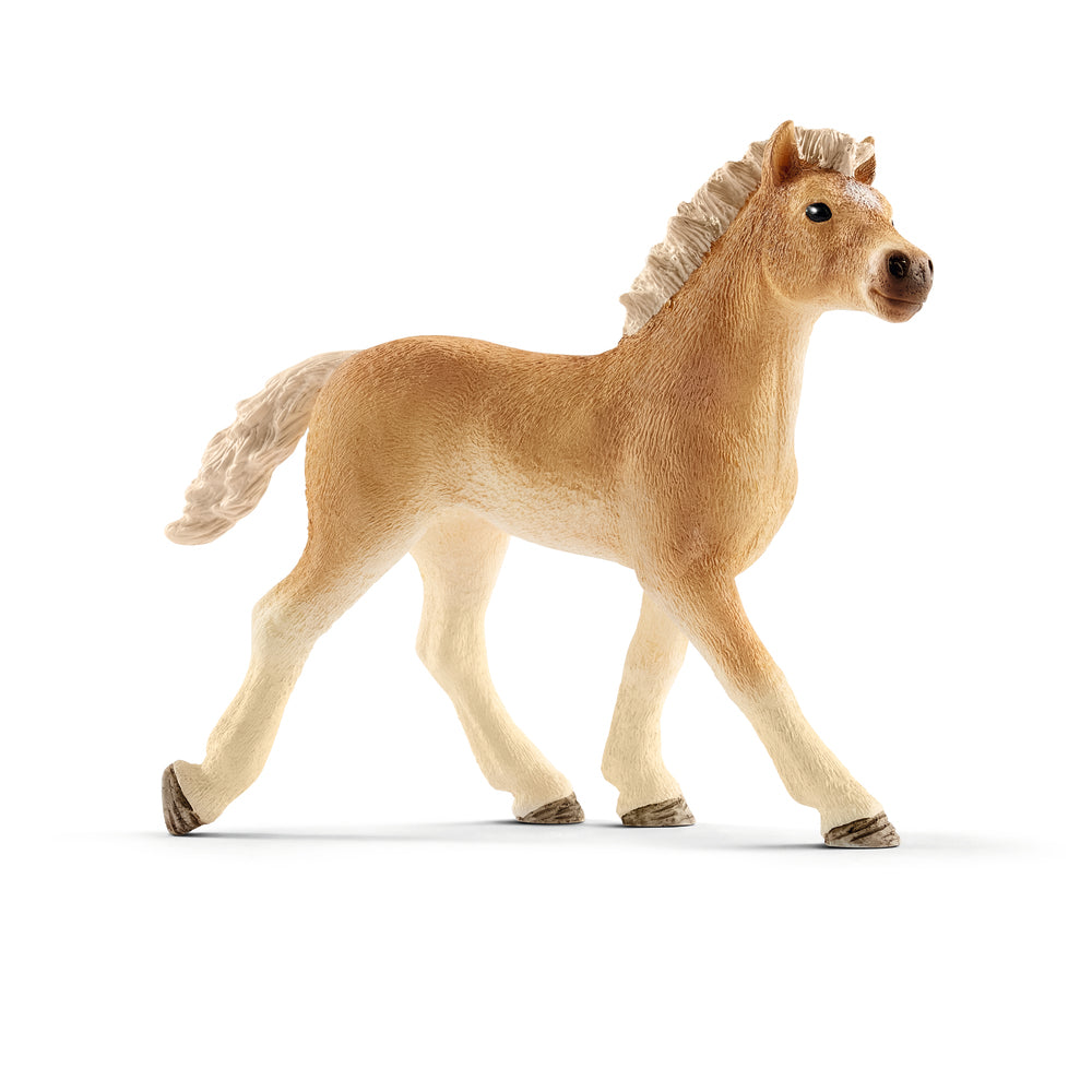 Haflinger føl
