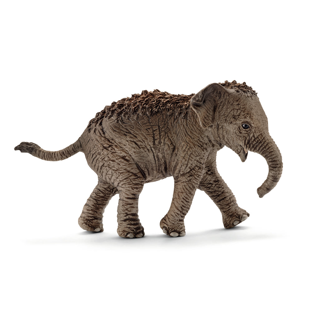Asiatisk elefant unge