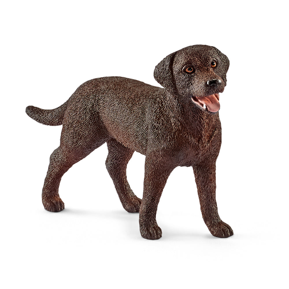 Labrador retriever, hun