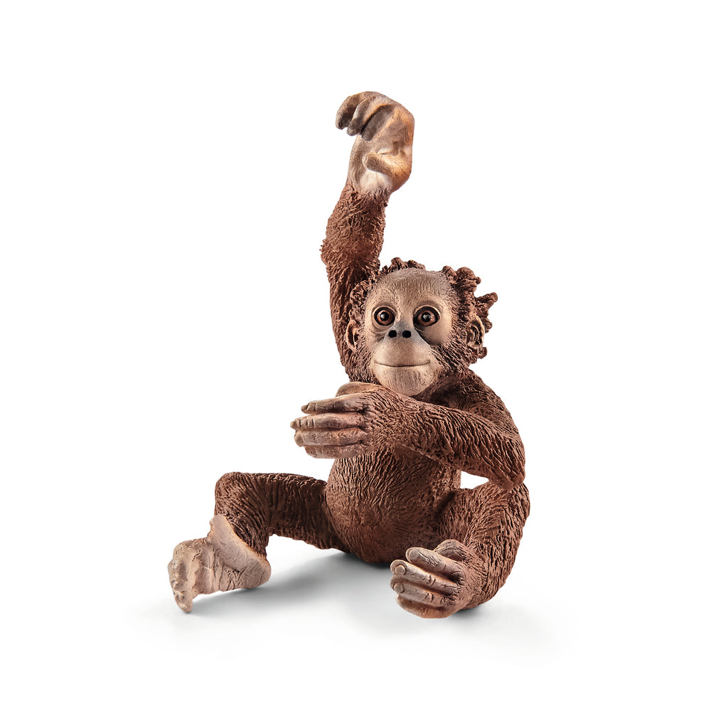 Orangutan