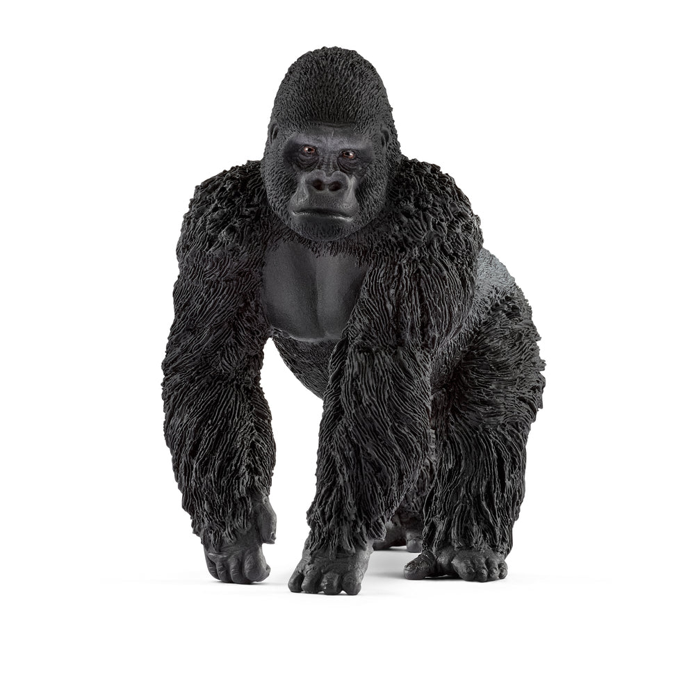 Gorilla, han