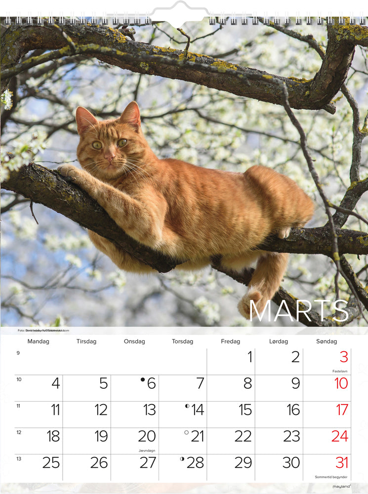 Vægkalender katte   2019 mayland