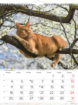 Vægkalender katte   2019 mayland