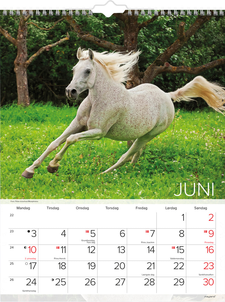 VÆGKALENDER HESTE  2019 MAYLAND