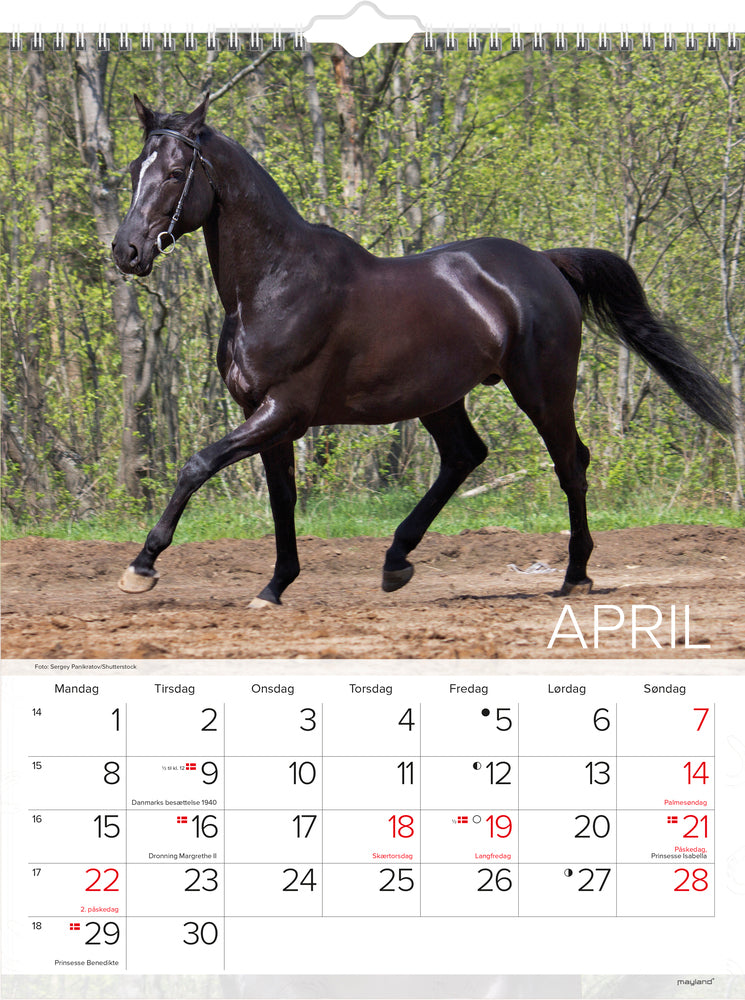 VÆGKALENDER HESTE  2019 MAYLAND