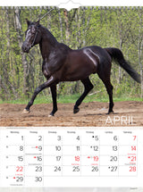 VÆGKALENDER HESTE  2019 MAYLAND