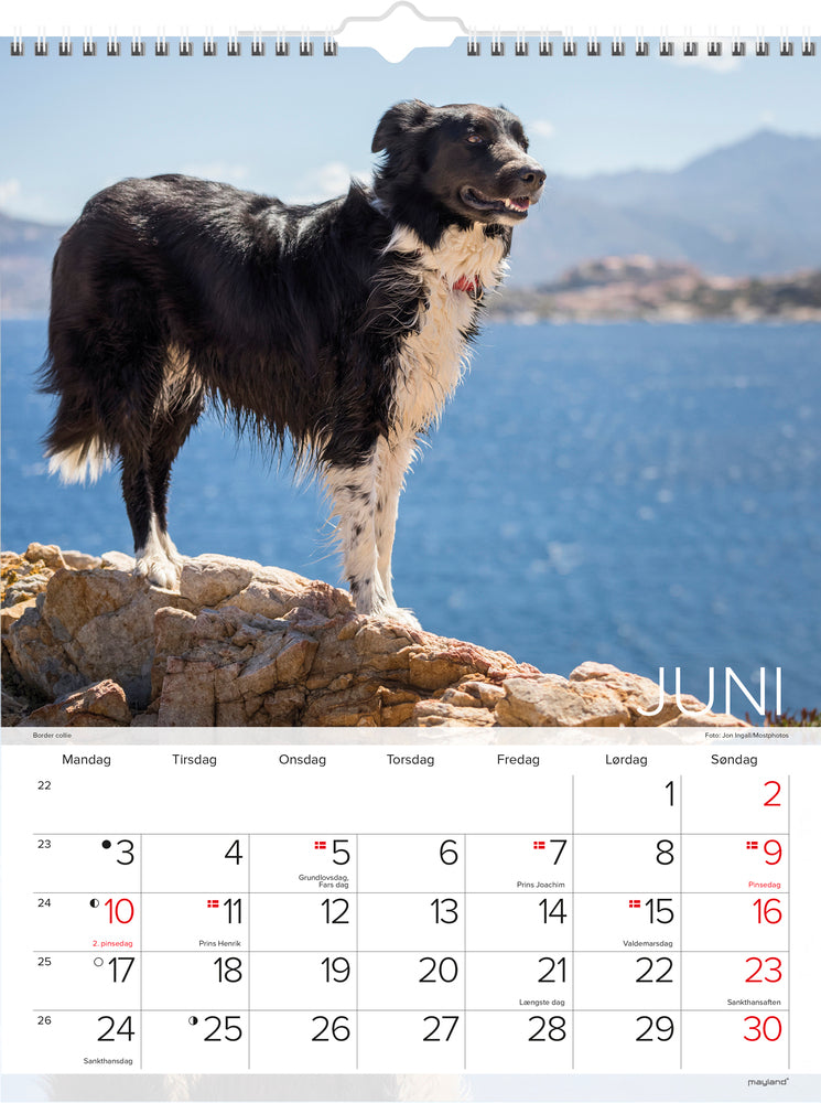 VÆGKALENDER HUNDE  2019 MAYLAND