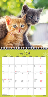 Vægkalender kattekillinger   2019 mayland