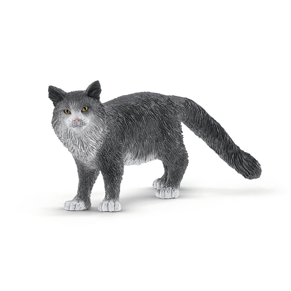 Maine coon kat