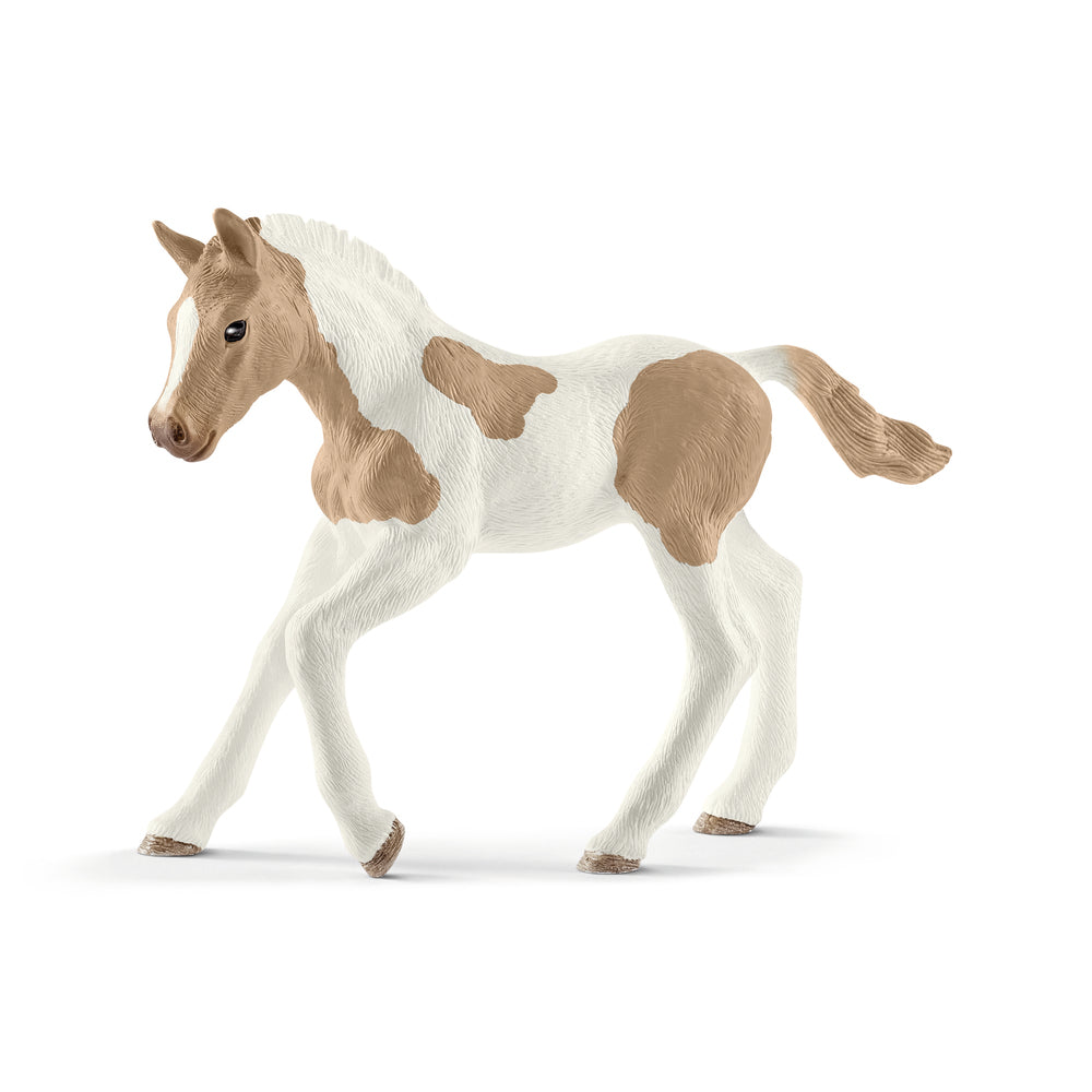 Paint horse føl