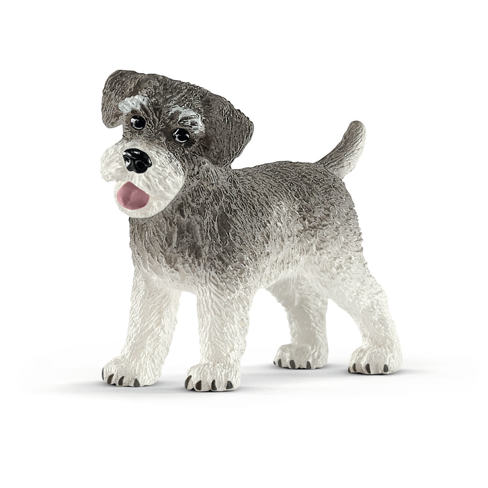 Dværgschnauzer
