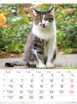 VÆGKALENDER KATTE  2020 MAYLAND