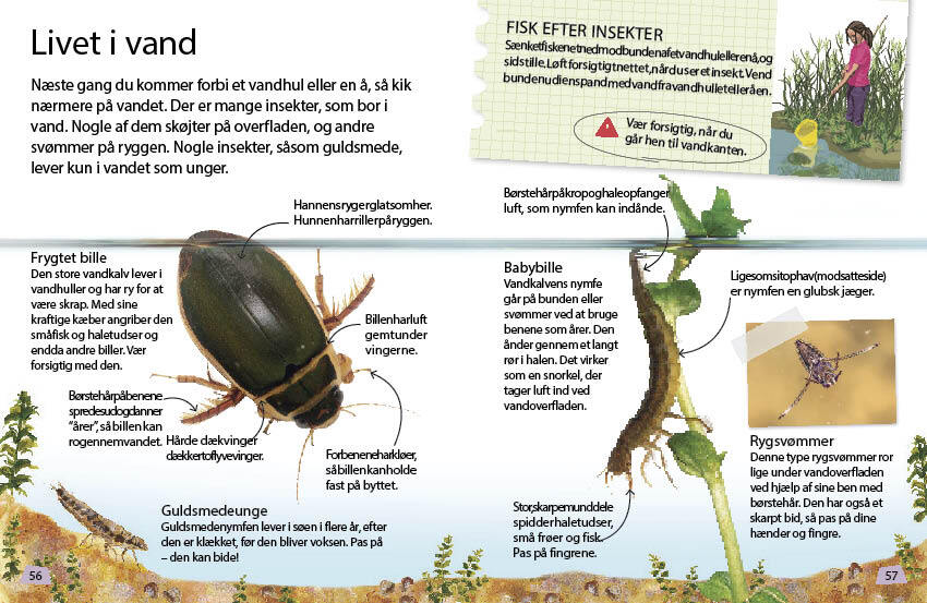 Insekter og edderkopper