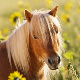 Puslespil loving horses 3X49 brikker
