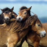 Puslespil loving horses 3X49 brikker