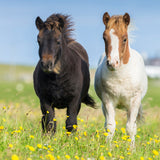 Puslespil loving horses 3X49 brikker