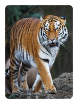 Diamond Art tiger 13 x 18 cm